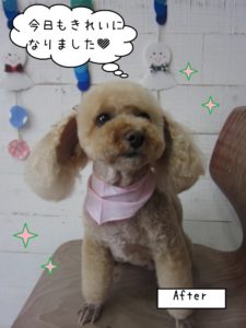 正面トイプードル