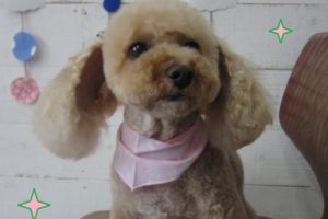 正面トイプードル