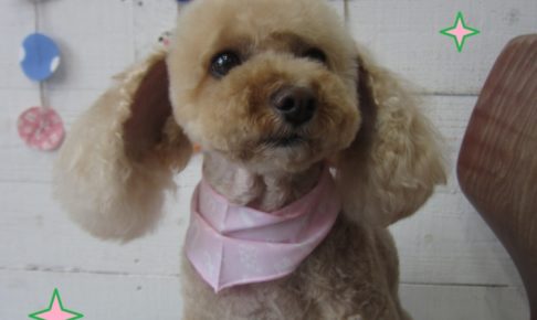 正面トイプードル