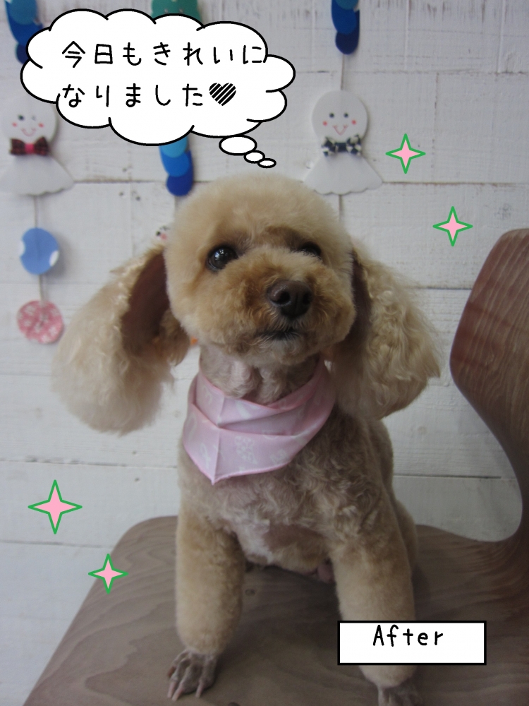 正面トイプードル