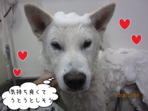 シャンプー中紀州犬