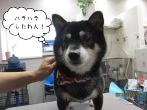 無表情柴犬