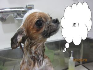 シャンプー中チワワ