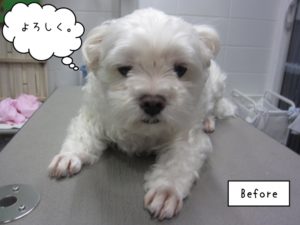 カット前マルチーズ
