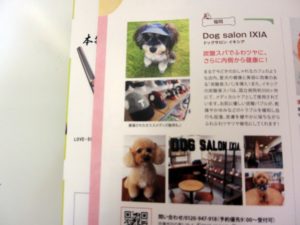 プードルゆるふわ中身