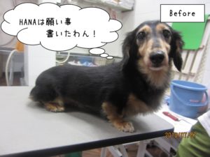 カット前ミニチュアダックス