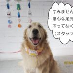 優しい笑顔ゴールデンレトリバー