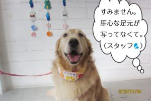 優しい笑顔ゴールデンレトリバー