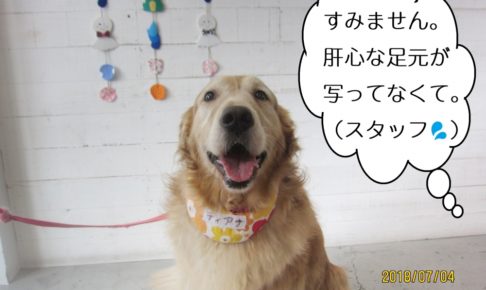 優しい笑顔ゴールデンレトリバー