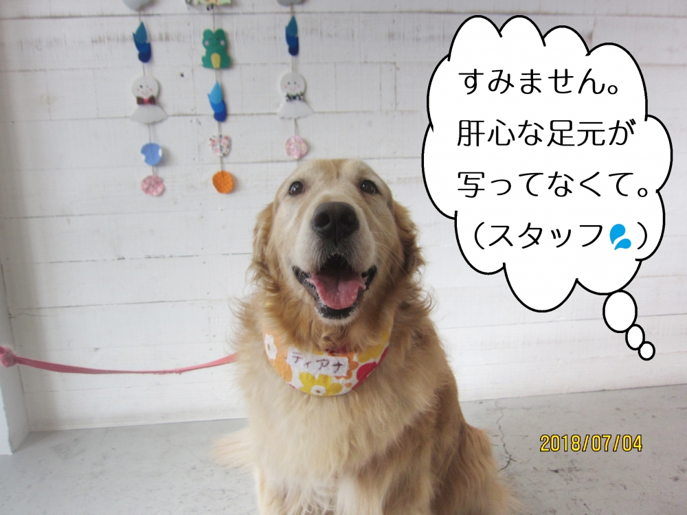 優しい笑顔ゴールデンレトリバー