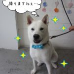 おすわり紀州犬