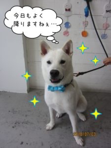 おすわり紀州犬