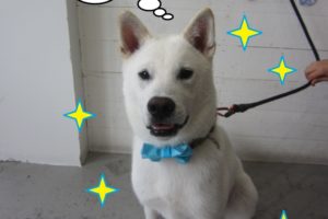 おすわり紀州犬