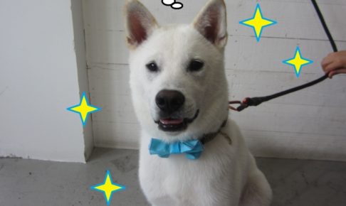 おすわり紀州犬