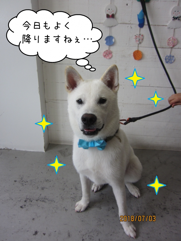 おすわり紀州犬