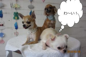 チワワ三人