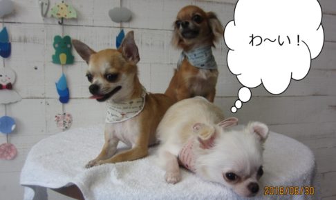 チワワ三人