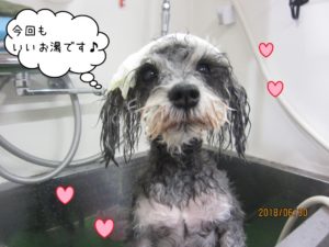 シャンプー中ミニチュアシュナウザー