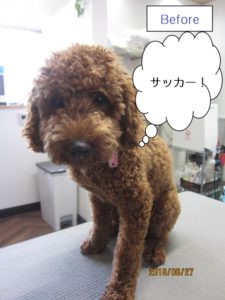 施術前トイプードル