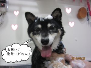 シャンプー中黒柴犬