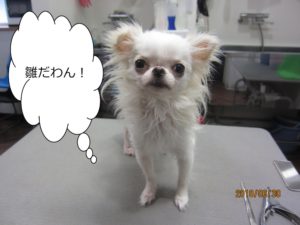 シャンプー中チワワ