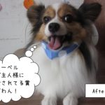 笑顔舌出しパピヨン