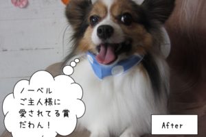 笑顔舌出しパピヨン