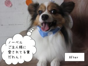 笑顔舌出しパピヨン