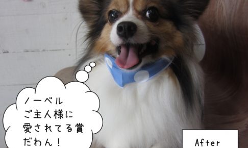 笑顔舌出しパピヨン