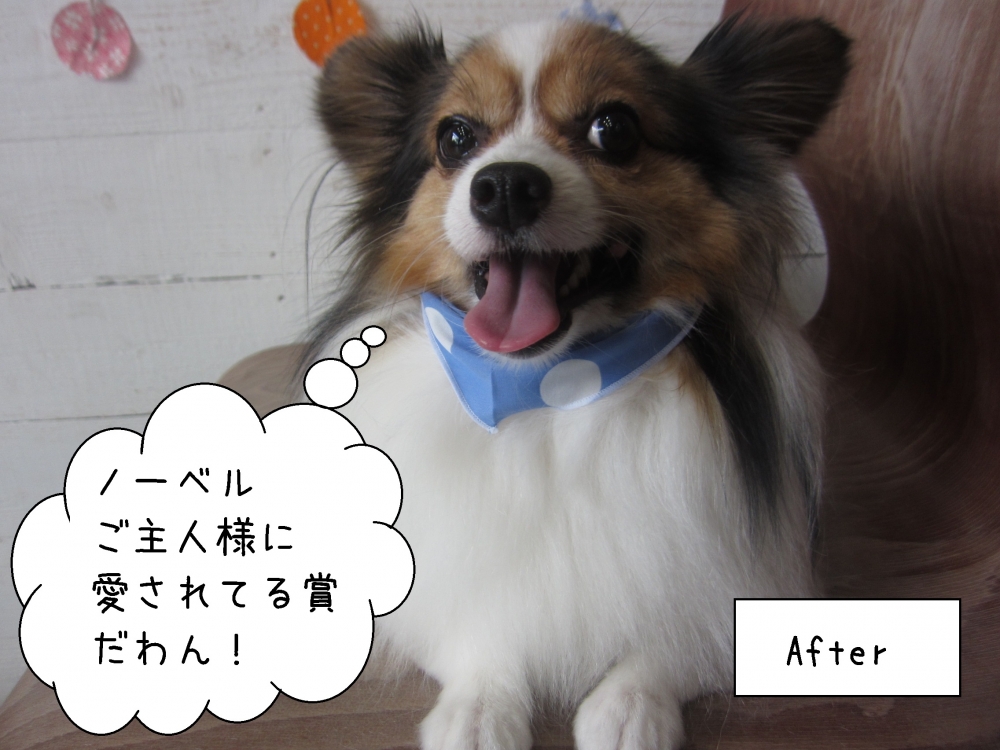 笑顔舌出しパピヨン