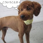 立っているトイプードル