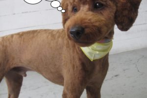 立っているトイプードル