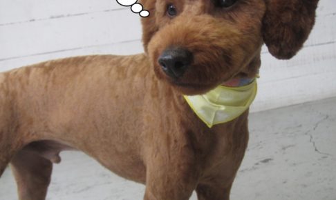 立っているトイプードル