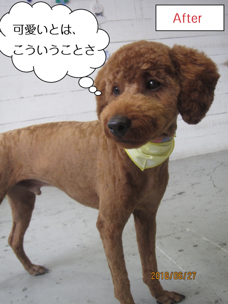 立っているトイプードル