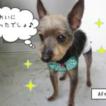 うつむきミックス犬