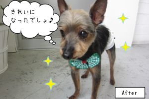 うつむきミックス犬