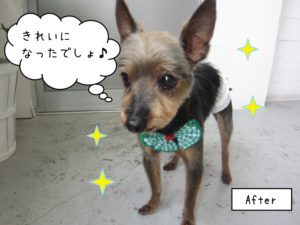 うつむきミックス犬