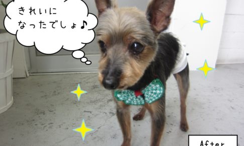 うつむきミックス犬