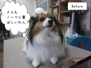 カット前パピヨン