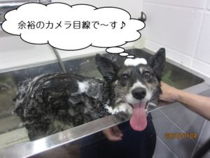 シャンプー中コーギー