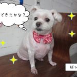 笑顔おすわりマルチーズ