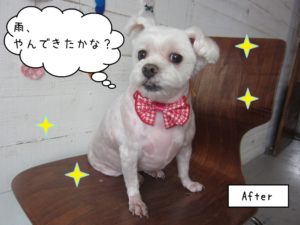 笑顔おすわりマルチーズ