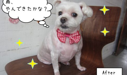 笑顔おすわりマルチーズ