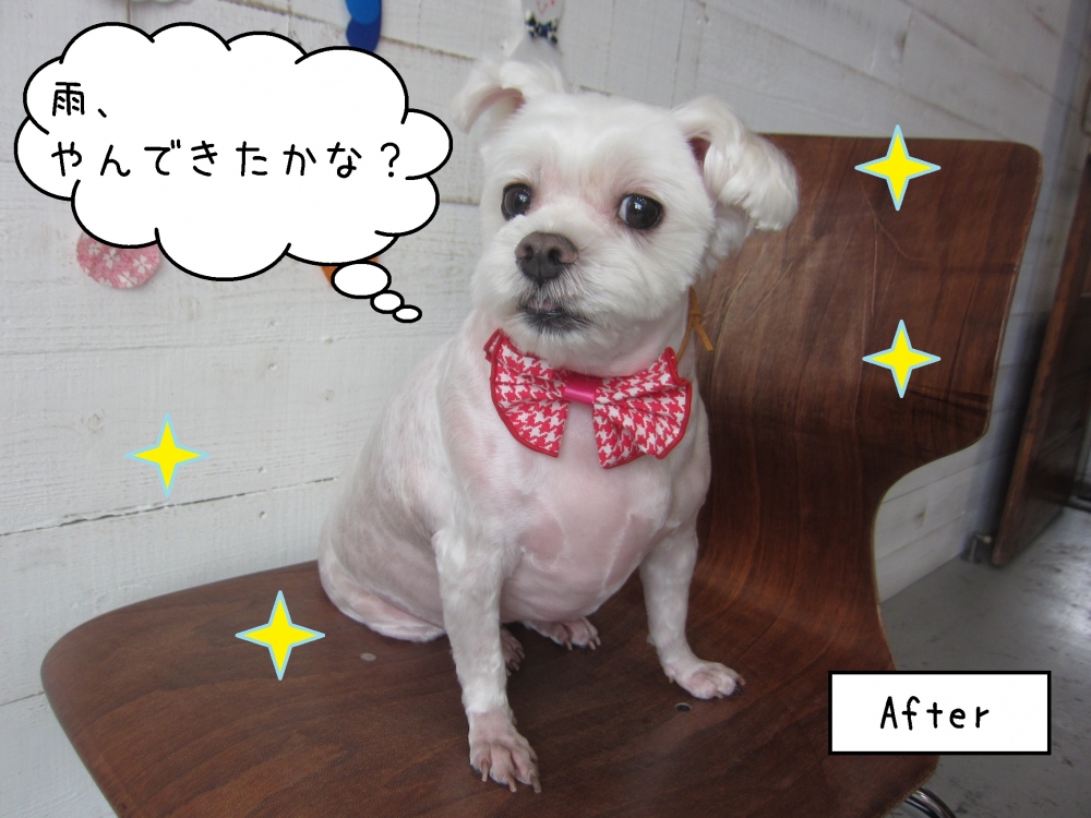 笑顔おすわりマルチーズ