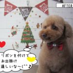 ドヤ顔トイプードル