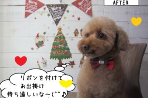 ドヤ顔トイプードル