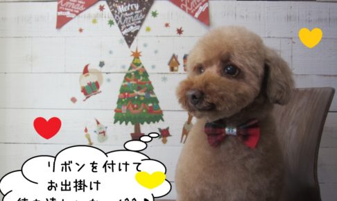 ドヤ顔トイプードル