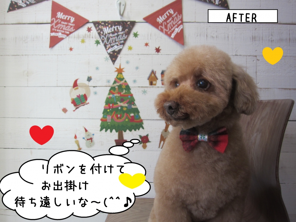 ドヤ顔トイプードル