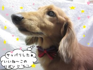 施術後ミニチュアダックス