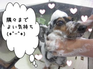 シャンプー中ミニチュアダックス